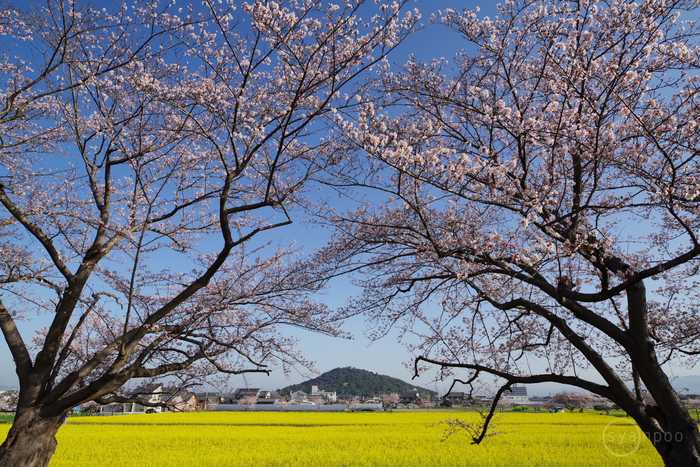 ペンタックス HD PENTAX-DA 70mm F2.4 Limited ／ 奈良 藤原宮跡醍醐池